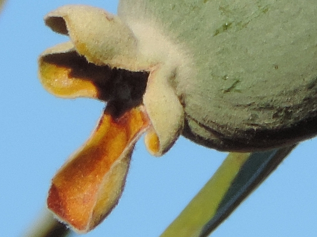 Acca sellowiana (Feijoa) : restes du calice � l'apex du fruit