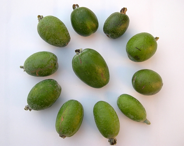 Acca sellowiana (Feijoa) : variabilit� des fruits (forme, taille) r�colt�s sur le m�me arbre (vari�t� Triumph)