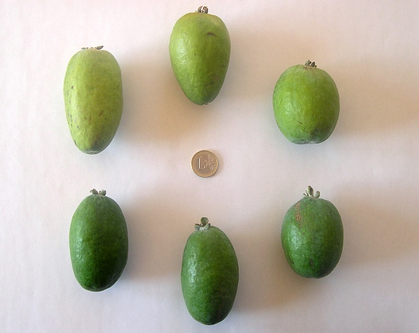 Acca sellowiana (Feijoa) : les deux types de couleur du fruit, en fonction de la vari�t�