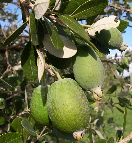 Acca sellowiana (Feijoa) : fruits en cours de d�veloppemen