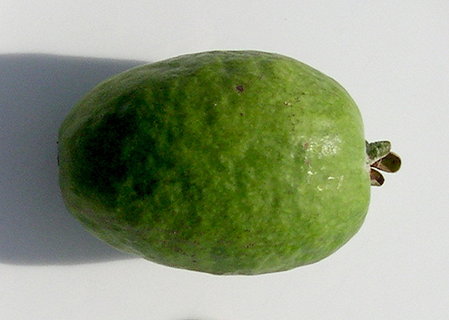 Acca sellowiana (Feijoa) : aspect bossel� de l'�piderme du fruit