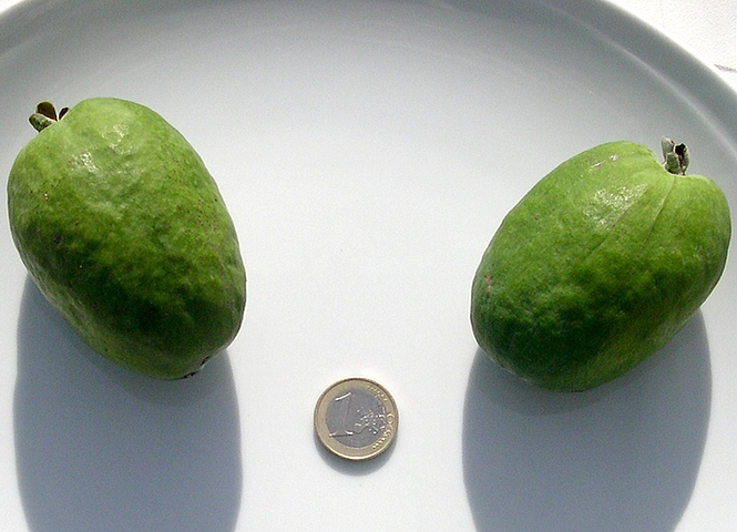 Acca sellowiana (Feijoa) : fruits m�rs d'un cultivar greff�, taille r�elle