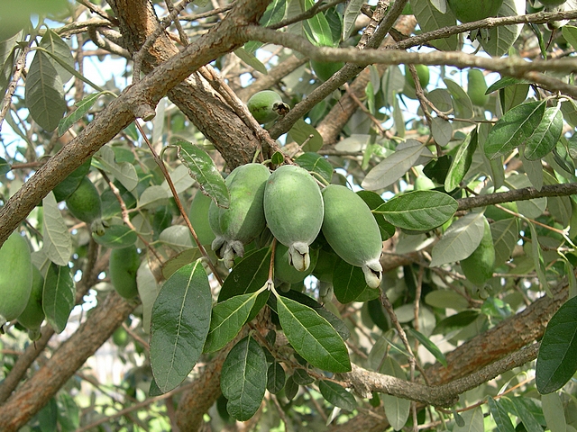 Acca sellowiana (Feijoa) : fruits en cours de d�veloppement