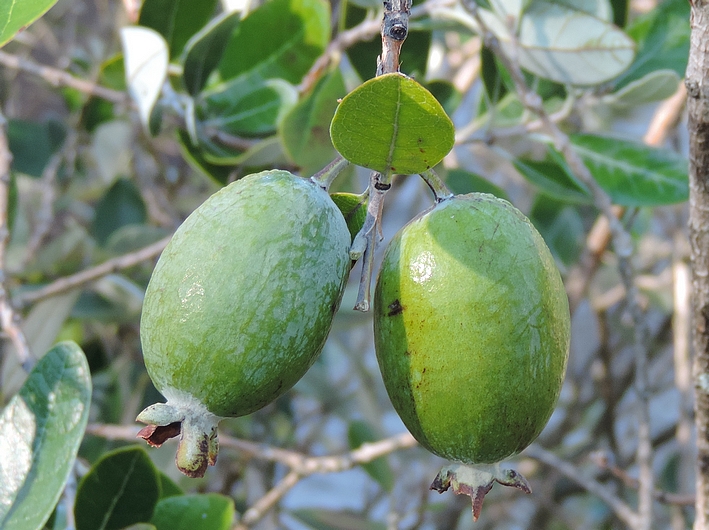Acca sellowiana (Feijoa) : fruits sur l'arbre.