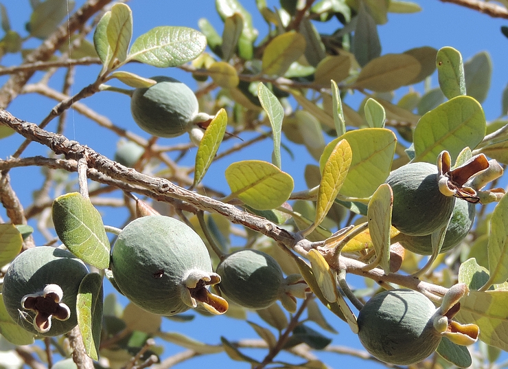 Acca sellowiana (Feijoa) : jeunes fruits en formation le long de rameeaux gr�les.