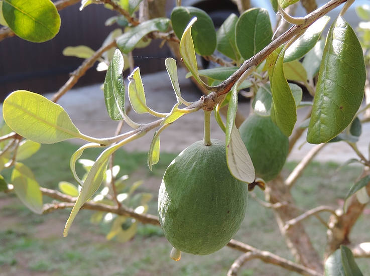Acca sellowiana (Feijoa) : fruit en formation au d�but d'une jeune rameau de l'ann�e.