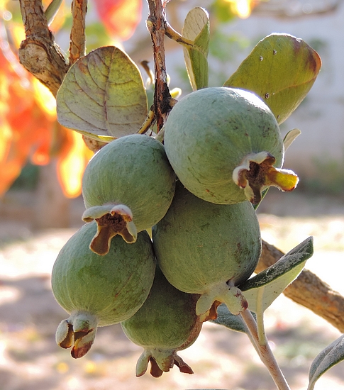 Acca sellowiana (Feijoa) : groupe de 5 fruits r�partis sur 3 points d'attache sur rameaux de l'ann�e pr�c�dente.
