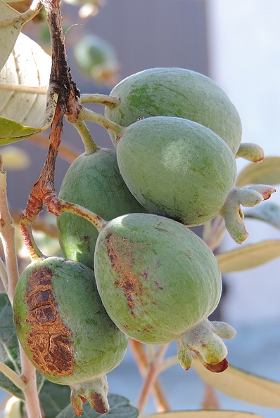 Acca sellowiana (Feijoa) : groupe de 5 fruits r�partis sur 3 points d'attache sur rameaux de l'ann�e pr�c�dente.