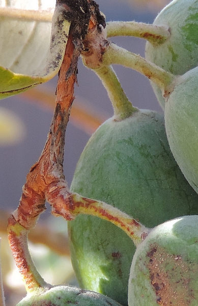 Acca sellowiana (Feijoa) : d�tail des 3 points d'attache des 5 fruits sur les rameaux de l'ann�e pr�c�dente.