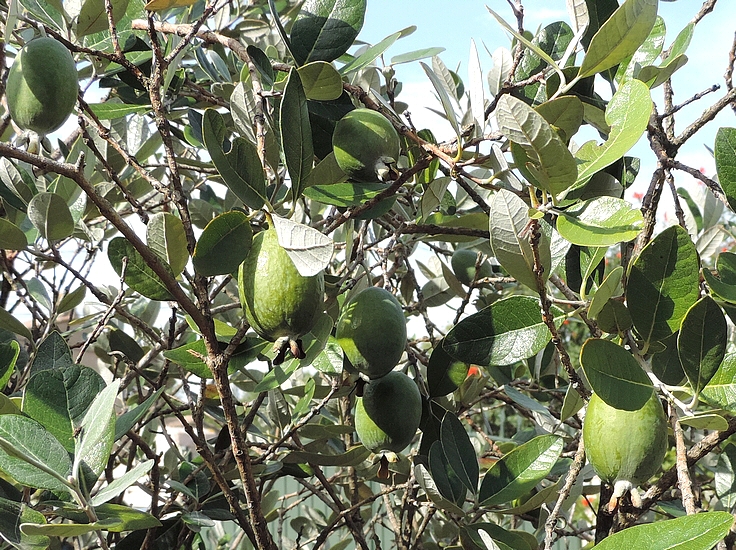 Acca sellowiana (Feijoa) : fruits sur l'arbre.