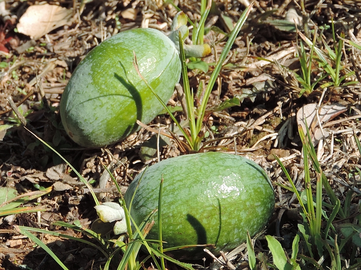 Acca sellowiana (Feijoa) : fruits m�rs tomb�s au sol.