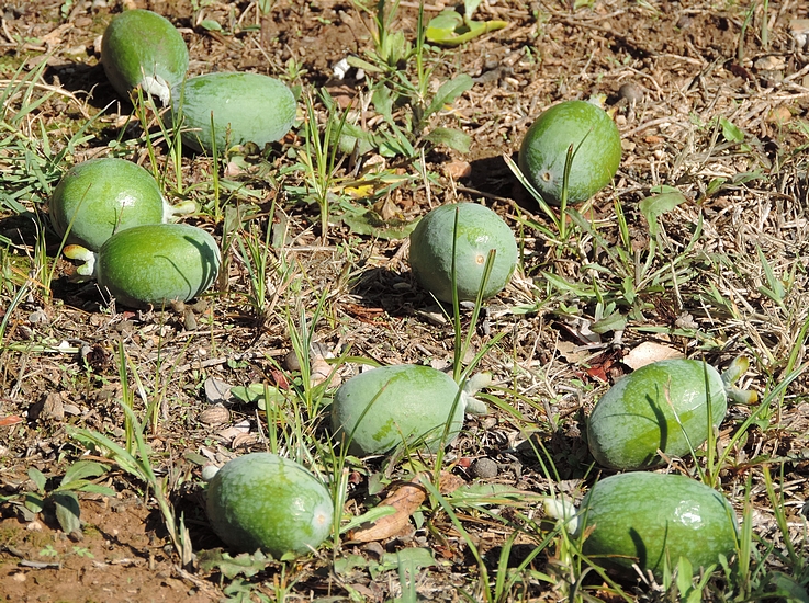 80 Graines De Feijoa Fraîches - Fruits Exotiques, à Planter Au Jardin Ou En Pot - 3