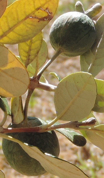 Acca sellowiana (Feijoa) : groupe de 2 fruits (en formation) implant�s au m�me niveau sur un rameau de l'ann�e.