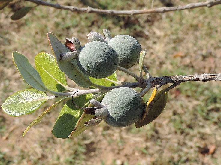Acca sellowiana (Feijoa) : groupe de 3 fruits (en formation) sur un rameau de l'ann�e.