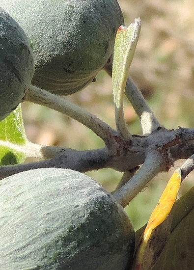 Acca sellowiana (Feijoa) : disposition des fruits d'un groupe de 3 (en formation) sur un rameau de l'ann�e.