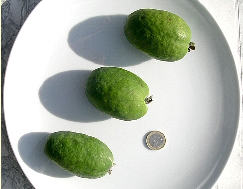 Acca sellowiana (Feijoa) : la forme type du fruit, et ses deux variantes principales 