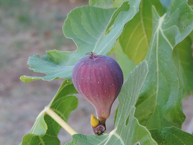 Mouche m�diterran�enne des fruits (C�ratite, Ceratitis capitata Wiedemann) au sommet d'une figue