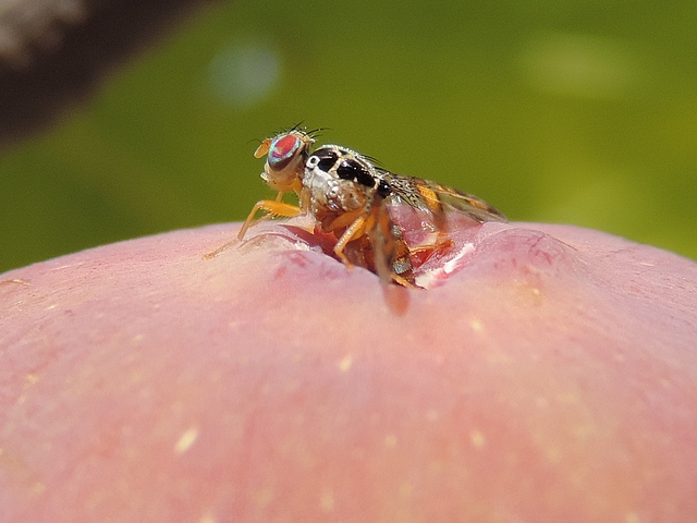 Mouche m�diterran�enne des fruits (c�ratite, Ceratitis capitata Wiedemann) pondant dans l'ostiole d'une figue