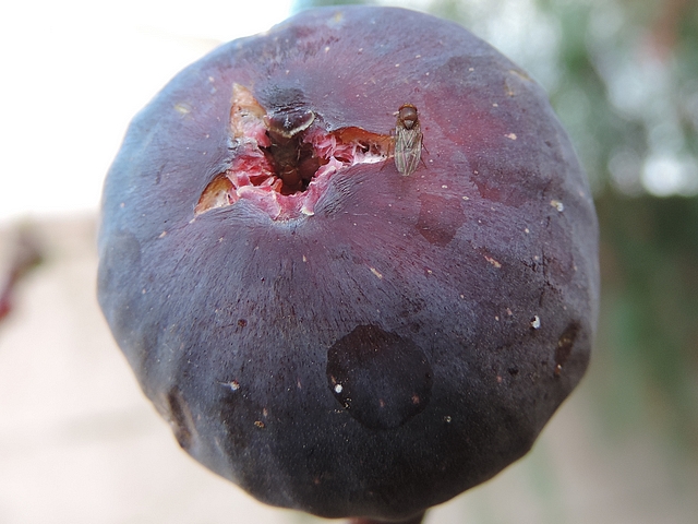 Drosophila melanogaster Meigen ou Drosophila suzukii Matsumura : deux individus sur une figue en surmaturit�.