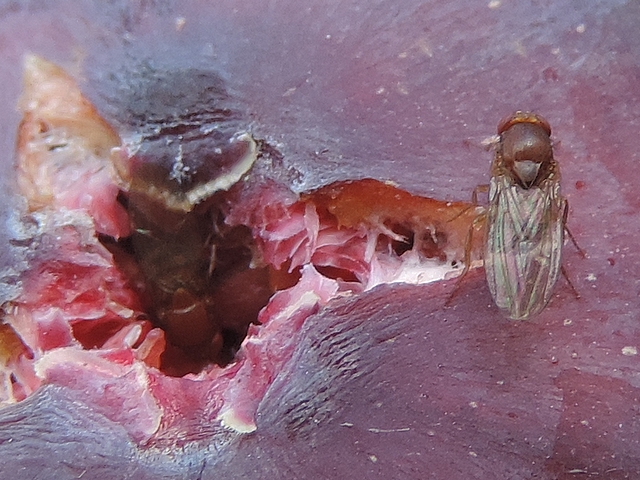 Drosophila melanogaster Meigen ou Drosophila suzukii Matsumura : deux individus sur une figue en surmaturit�.