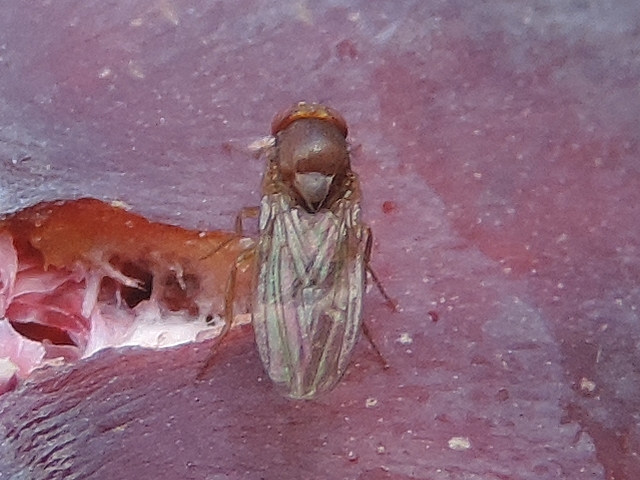 Drosophila melanogaster Meigen (ou Drosophila suzukii Matsumura femelle) sur une figue en surmatuit�.