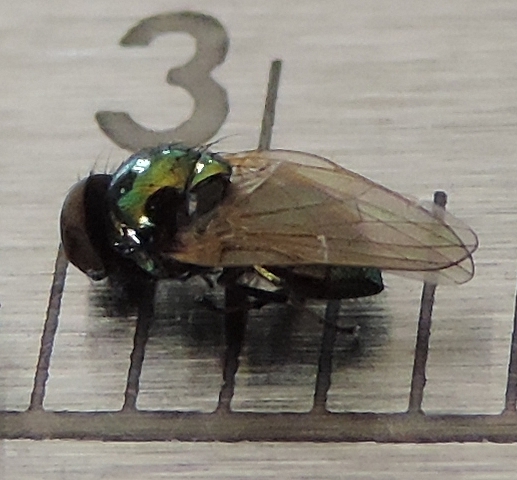 Lamprolonchaea smaragdi Walker