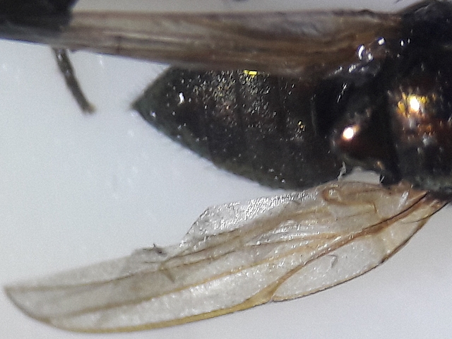 Lamprolonchaea smaragdi Walker : la nervation du bord ant�rieur de l'aile est celle des Lonchaeidae