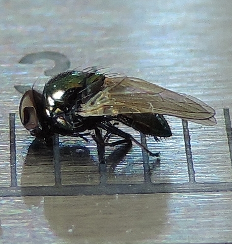 Lamprolonchaea smaragdi Walker 