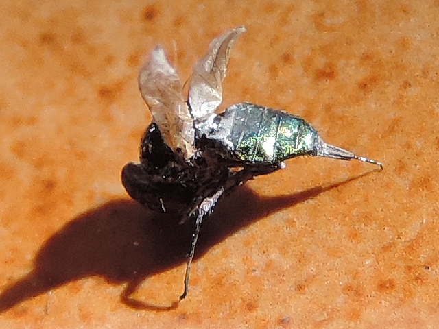 Lamprolonchaea smaragdi Walker