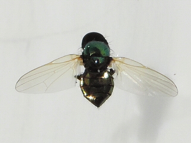 Lamprolonchaea smaragdi Walker : ph�nom�ne optique de l'abdomen de couleur dor�e (plein soleil