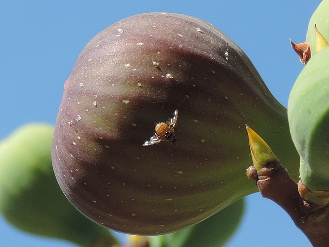 Mouche m�diterran�enne des fruits (Ceratitis capitata Wiedemann) sur figue