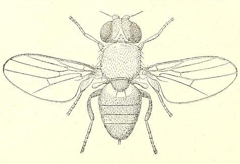 Oscinosoma discretum Bezzi : individu femelle