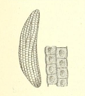 Oeuf de Oscinosoma discretum Bezzi - � droite, portion de chorion