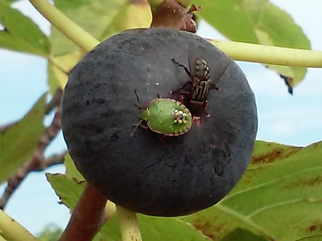 Mouche � damier (Sarcophaga carnaria L.) en train de sucer l'infrutescence d'une figue dans l'ostiole dilat�