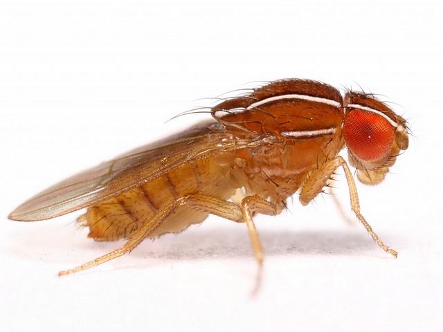 Zaprionus indianus Gupta (Mouche africaine de la figue