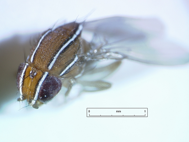 Zaprionus indianus Gupta (Mouche africaine de la figue)