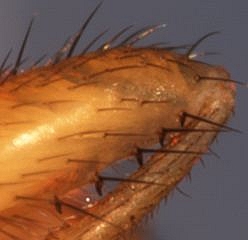 Zaprionus indianus Gupta : partie ant�rieure du f�mur (�pines compos�es)