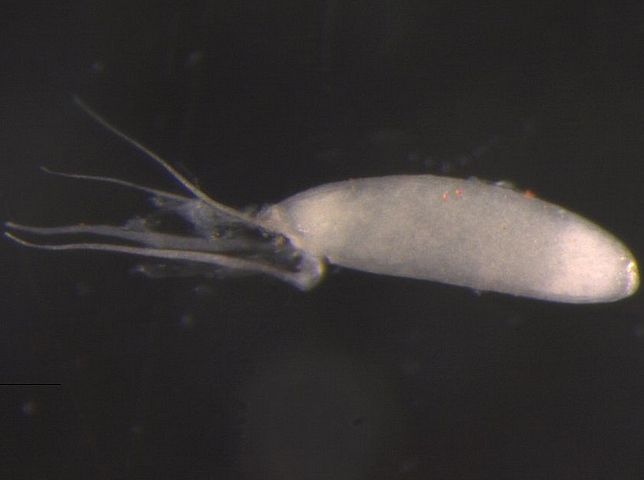 Zaprionus indianus Gupta : oeuf (quatre filaments respiratoires)