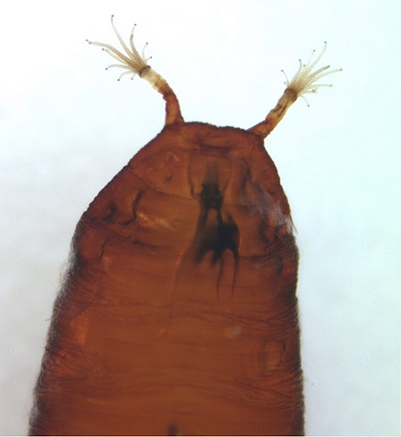 Zaprionus indianus Gupta : partie ant�rieure de la pupe (stigmates ant�rieurs digit�s)