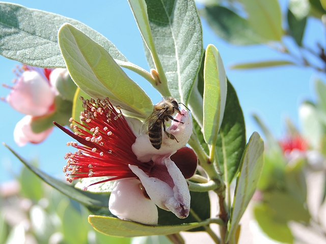Feijoa : abeille butinant une fleur.