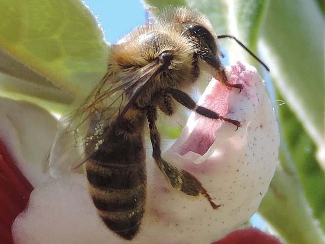 Feijoa : pollen sur abeille butinant une fleur.