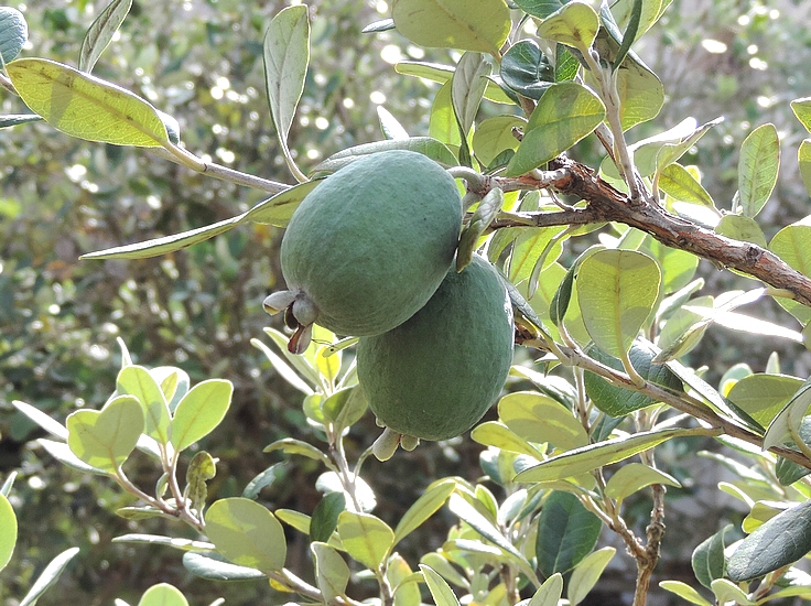 Acca sellowiana (Feijoa) : fruits proches de la maturit�.