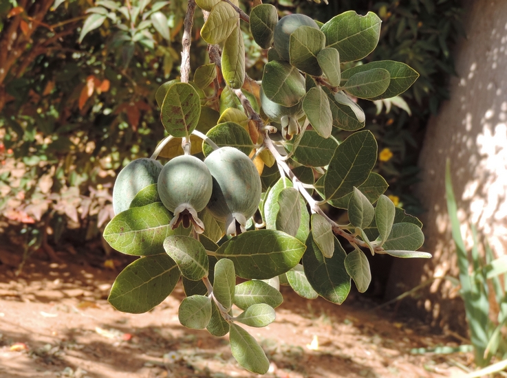 Acca sellowiana (Feijoa) : feuillage et fruits.