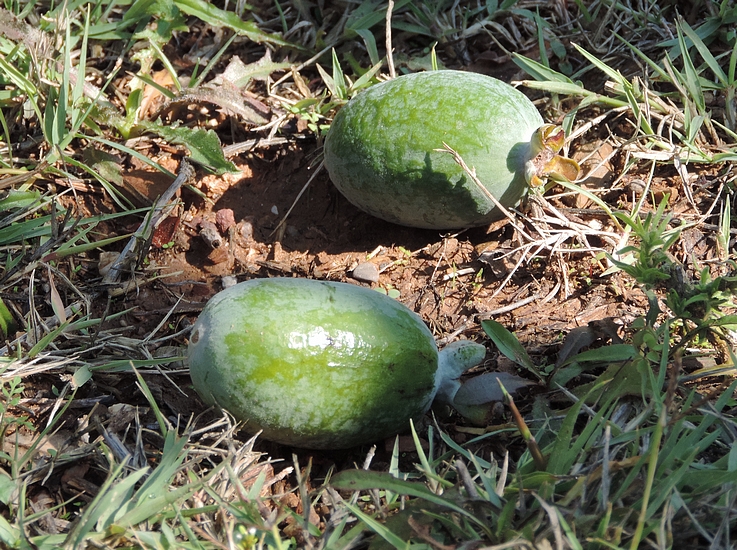 Acca sellowiana (Feijoa) : fruits m�rs tomb�s au sol.