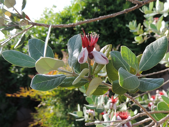 Acca sellowiana (Feijoa) : fleur solitaire au d�but d'une deuxi�me pousse de l'ann�e