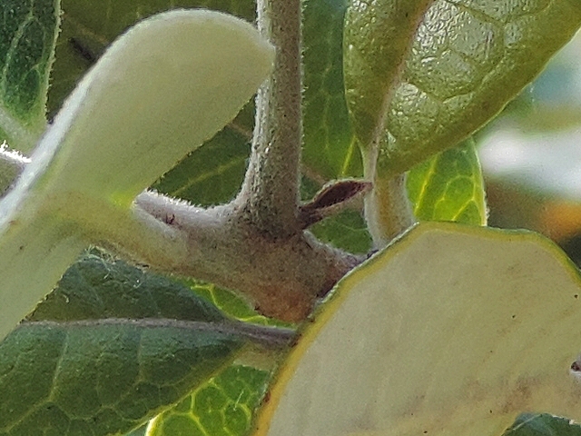 Acca sellowiana (Feijoa) : point d'attache d'une fleur solitaire sur un rameau de l'ann�e