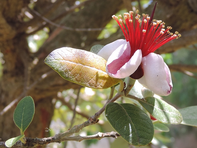 Acca sellowiana (Feijoa) : fleur solitaire � l'extr�mit� d'un rameau de l'ann�e