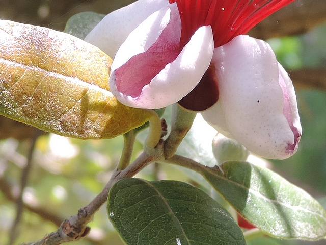 Acca sellowiana (Feijoa) : fleur solitaire � l'extr�mit� d'un rameau de l'ann�e