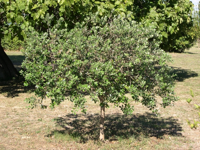 Acca sellowiana (Feijoa) : arbre conduit en demi-tige (12 ans)
