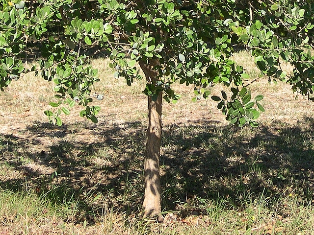 Acca sellowiana (Feijoa) : bas du feuillage d'un arbre conduit en demi-tige